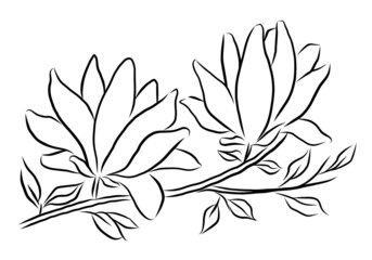 Hand-drawn magnolia branch with flowers