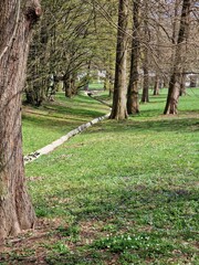 trees in the park