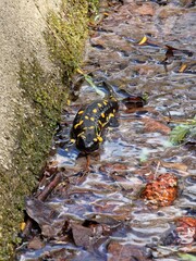 autumn in the forest