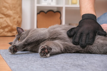 A man combs the cat's fur with a special glove and comb.