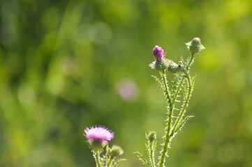 Closeup of spiny plumeless thistle flowers in bloom and buds with green blurred plants on background