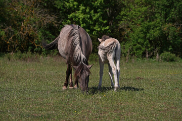 Konik wild horses in March in Saxony Anhalt
