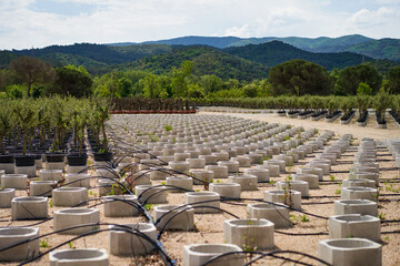 View in the rows of a young tree nursery. Growing plants trees