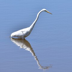 Great Egret