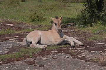 Konik wild horse foal in the meadow