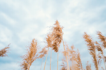 Obraz premium Dry reed in light pastel colors blowing on lake. Pampas grass. Amazing natural background, golden hour.