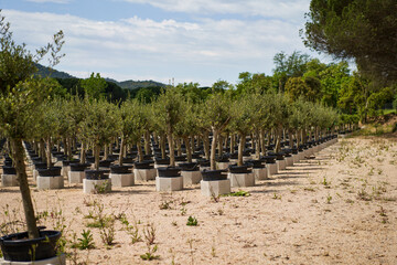 Fototapeta na wymiar View in the rows of a young tree nursery. Growing plants trees