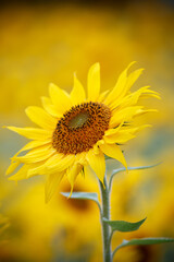 ひまわりの花　夏のイメージ