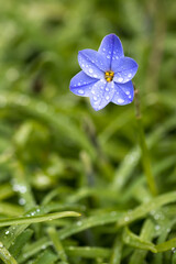 ハナニラの花　春のイメージ