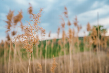 Dry reed in light pastel colors blowing on lake. Pampas grass. Amazing natural background, golden hour.