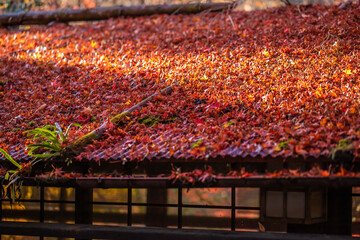 京都　嵐山の美しい紅葉