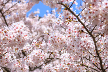 桜の花　春のイメージ