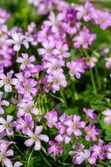 ムラサキカタバミの花