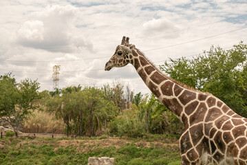 Closeup shot of a Giraffe in a zoo © Juan Daniel/Wirestock Creators