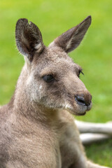 カンガルーのポートレート