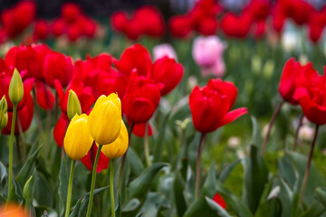 チューリップの花　春のイメージ