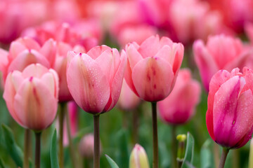 チューリップの花　春のイメージ