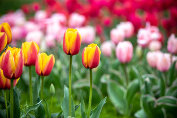 Fototapeta premium チューリップの花 春のイメージ