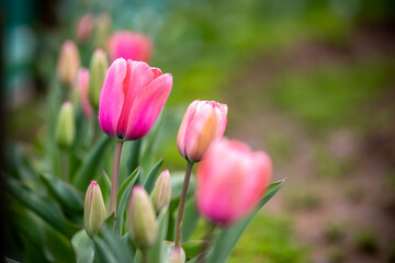 Fototapeta premium チューリップの花 春のイメージ