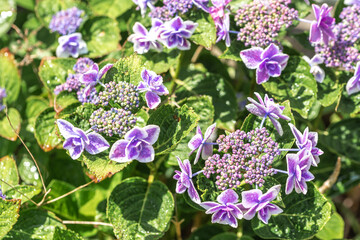 あじさいの花