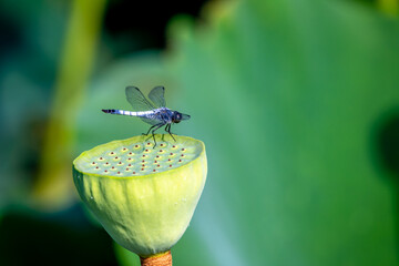 蓮の花　初夏のイメイメージ