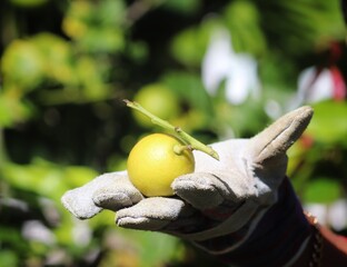 Picking the seasonal fruits from the trees in the garden.