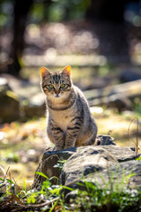 野良猫のポートレート