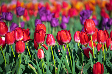 チューリップの花　春のイメージ