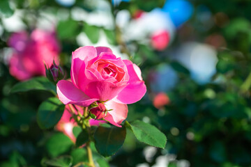 バラの花　初夏のイメージ