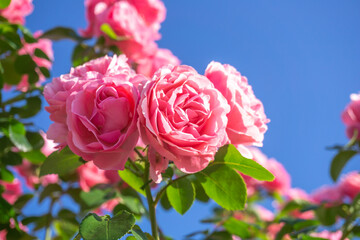 バラの花　初夏のイメージ