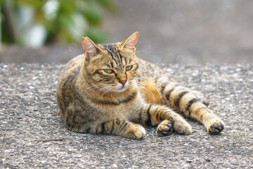 野良猫のポートレート