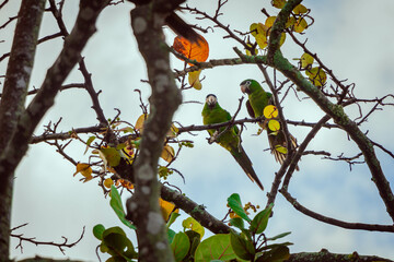 Birds, pássaros