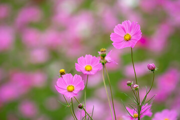 Fototapeta premium コスモスの花 秋のイメージ