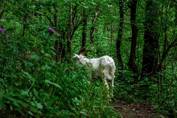 mountain white goat grazes in the forest in the Caucasus mountains