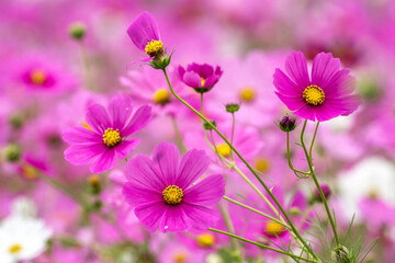 Fototapeta premium コスモスの花 秋のイメージ