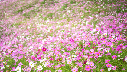 Fototapeta premium コスモスの花 秋のイメージ
