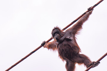 Low angle shot of an Orangutan swinging on ropes in a zoo © Juan Daniel/Wirestock Creators