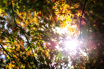 紅葉の風景　秋のイメージ