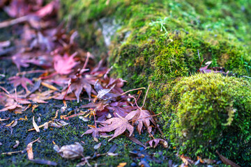 紅葉の風景　秋のイメージ