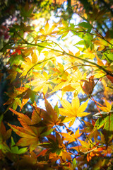紅葉の風景　秋のイメージ
