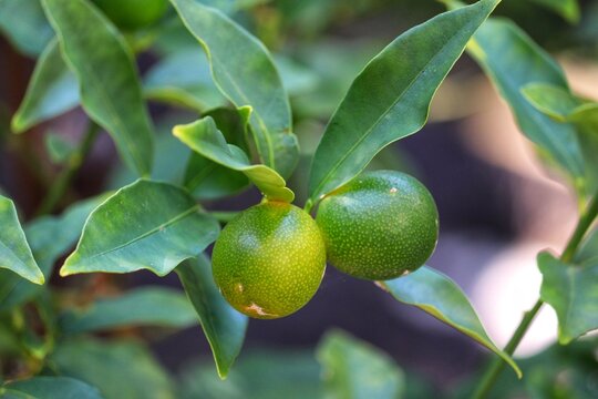 Kumquat starting to bear fruit.	
