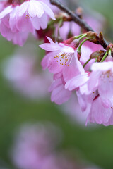 Obraz premium 桜の花 春のイメージ