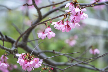 桜の花　春のイメージ