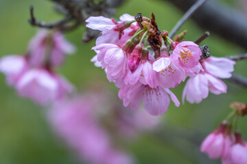 桜の花　春のイメージ