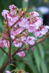 桜の花　春のイメージ