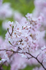 桜の花　春のイメージ