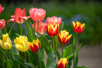 チューリップの花　春のイメージ