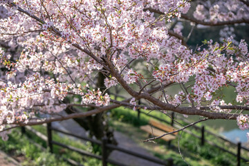 桜の花　春のイメージ