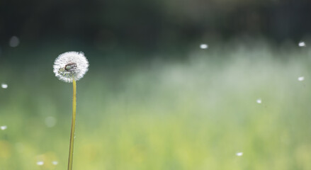 A blooming dandelion in the garden, which the wind blew away a few seeds. The seeds fly around near the dandelion. It's spring day and dandelion seeds are flying everywhere. The background is green.