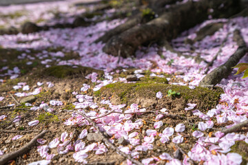 桜の花　春のイメージ